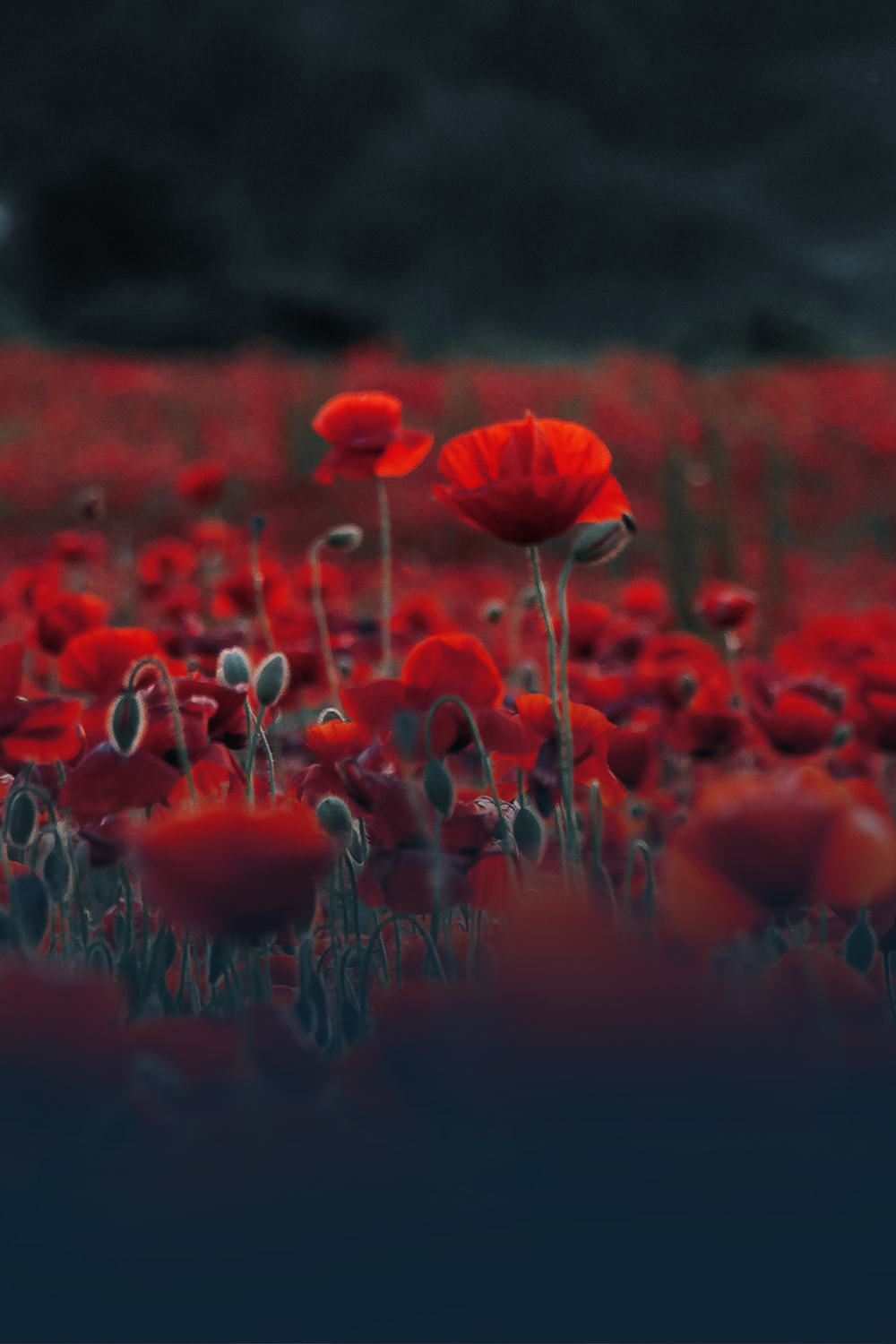 Mobile slideshow image